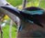 Turquoise Browed Motmot